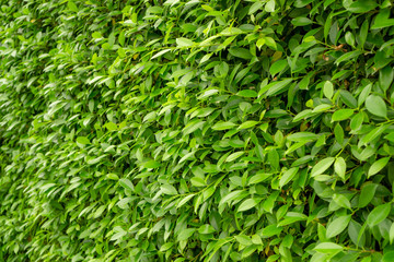 Green wall of Ficus shrub plant, closeup image for the background