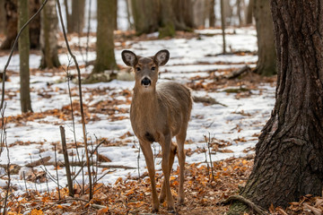 Deer. The white-tailed deer, also known as the whitetail or Virginia deer in winter on snow .State park Wisconsin.
