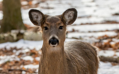 Deer. The white-tailed deer, also known as the whitetail or Virginia deer in winter on snow .State park Wisconsin.