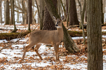 Deer. The white-tailed deer, also known as the whitetail or Virginia deer in winter on snow .State park Wisconsin.