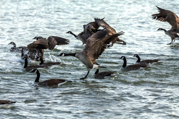 Fototapeta premium Flock of Canadian geese on lake Michigan
