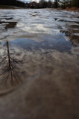 reflection of trees in water