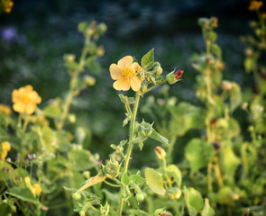 beautiful yellow flowers images tamil nadu