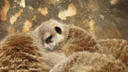 meerkat huddle