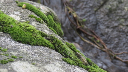 green moss on rocks