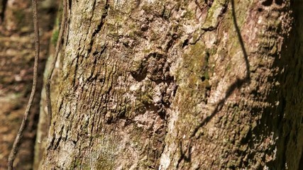 close up panning up  of the brank of a tree trunk