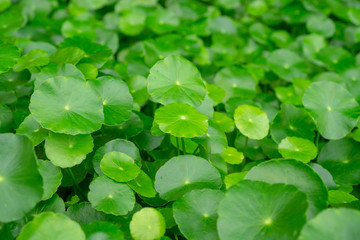 Greenery umbrella shape leaves of Water pennywort know as Marsh Penny or Indian pennywort, closeup image