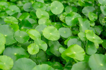 Greenery umbrella shape leaves of Water pennywort know as Marsh Penny or Indian pennywort, closeup image