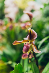 Beautiful blooming paphiopedilum lady slipper orchid flowers