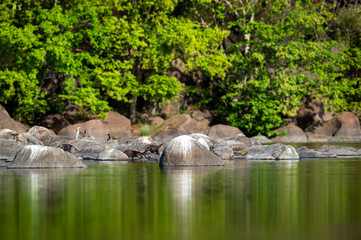 Smooth coated otter family playing on rocks at ramganga river. nature canvas painting of mirror image with reflection in calm water at jim corbett national park or tiger reserve, uttarakhand, india