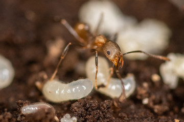 Macro of an ant moving a larva carcass  