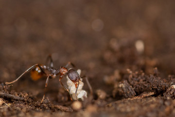 Macro of an ant moving a larva carcass  