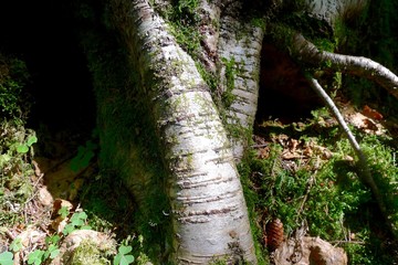 moss on tree at St. Martins in New Brunswick, Canada