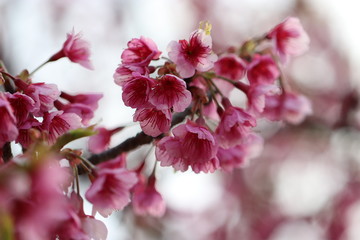 寒緋桜　元日桜　台湾桜　緋桜　緋寒桜