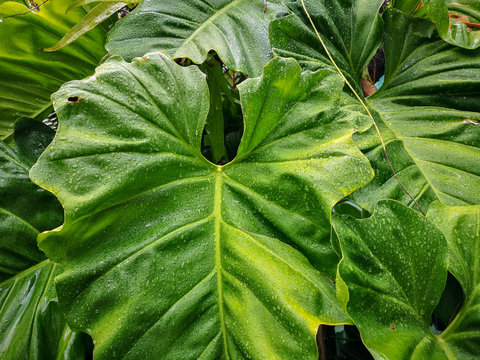 The droplet of water from raindrops on fresh green giant leaflet of Elephant ear plant's leaf, cover on pattern of vein and skin of large leaf, a kind of tropical plant in southeast asia