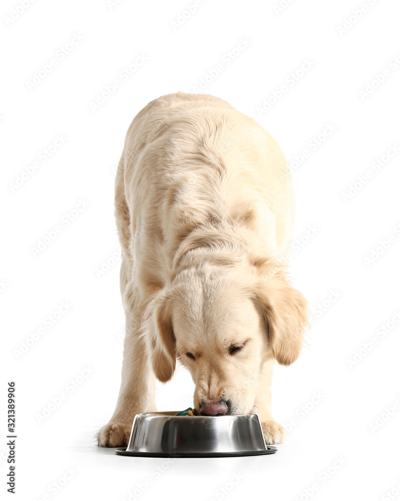 Canvas Prints Cute dog eating food from bowl on white background