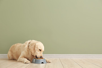 Cute dog eating food from bowl near color wall - obrazy, fototapety, plakaty