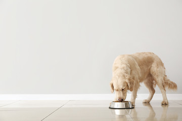 Cute dog eating food from bowl near light wall