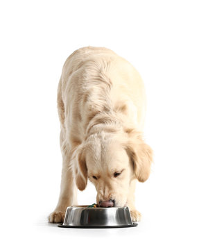 Cute dog eating food from bowl on white background