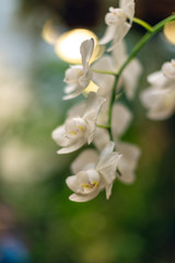 Fototapeta na wymiar Beautiful blooming white phalaenopsis orchid flowers