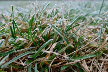 Frost covered grass on an autumn morning in Winnipeg, Manitoba