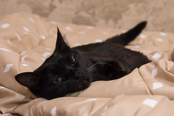 Black cat sleeps on a brown blanket, muzzle closeup.