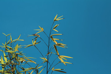 Fototapeta na wymiar Bamboo and sky