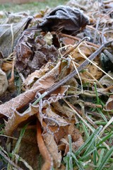 Frost covered leaves in the Fall