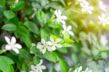 Obraz na płótnie Canvas Beautiful green leaves bush and petite starry pure white petals of Snowflake fragrant flower blooming under sunlight, know as Winter Cherry Tree, Arctic Snow; Milky Way and Sweet Indrajao