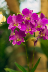 Beautiful blooming pink phalaenopsis orchid flowers