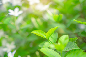 Fototapeta na wymiar Fresh young bud soft green leaves blossom on natural greenery plant and white flower blurred background under sunlight in garden, abstract image from nature