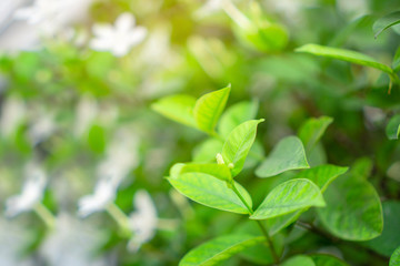 Fototapeta na wymiar Fresh young bud soft green leaves blossom on natural greenery plant and white flower blurred background under sunlight in garden, abstract image from nature selective focus