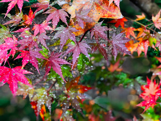 Orange, Red, Pink and Purple multi-color maple leaves on branch of Maple tree closeup with light in the morning, autumn fall season natural background, colorful leaves Horizontal background concept. 