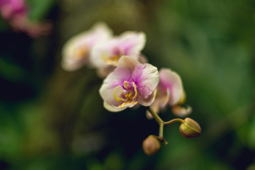 Fototapeta na wymiar Beautiful blooming pink and white phalaenopsis orchid flowers