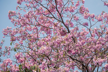 Selective focus beautiful Tabebuia Rosea flower blooming in a garden.Also called Pink Poui,Pink Tecoma and Rosy Trumpet tree.