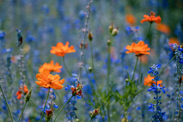 Obraz na płótnie Canvas Blue Salvia and Cosmos flower in the garden.Beautiful purple flower and orange flower in meadow.