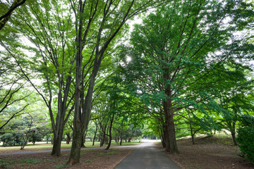 小金井公園（東京都小金井市）