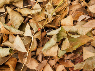 Ladybug in dry foliage in late fall