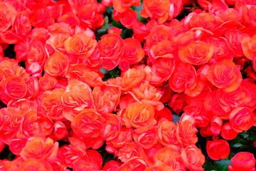 bouquet of red roses