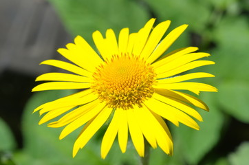 Doronicum yellow flower close up