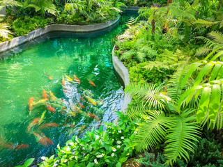 A pond in garden, greenery fern epiphyte plant, tropical shrub and bush under shading of the trees, in good care maintenance landscaping backyard