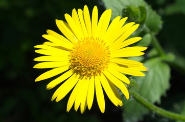 Blooming Doronicum on a dark background close-up