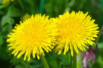 Yellow dandelions (lat. Taraxacum) close-up