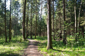 Forest on a Sunny spring day