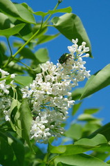 Rose chafer (lat. Cetonia aurata) on a branch of white lilac