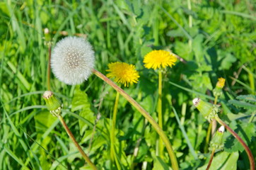 White dandelion (lat. Taraxacum) on the background of yellow dandelions in bloom