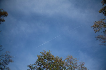 Treetops look from below in to the sky. Plane line.