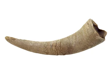 Foto op Canvas asian buffalo horn isolated on white background © modify260