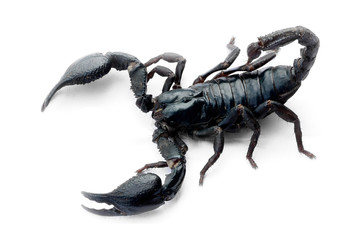 Scorpion isolated on white background, Poisonous animals