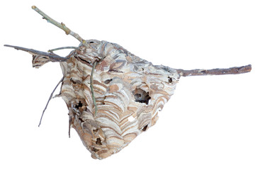 Wasp nest on tree branches on white